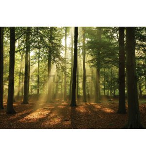Wall mural vlies: Sun in the Forest (4) - 104x152,5 cm