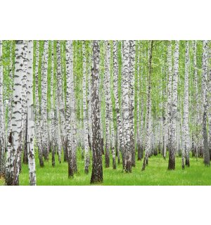 Wall mural vlies: Birch trees (1) - 104x152,5 cm