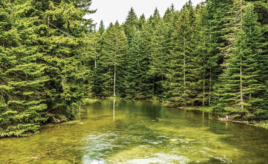 Wall mural vlies: Forest pool (2) - 254x368 cm