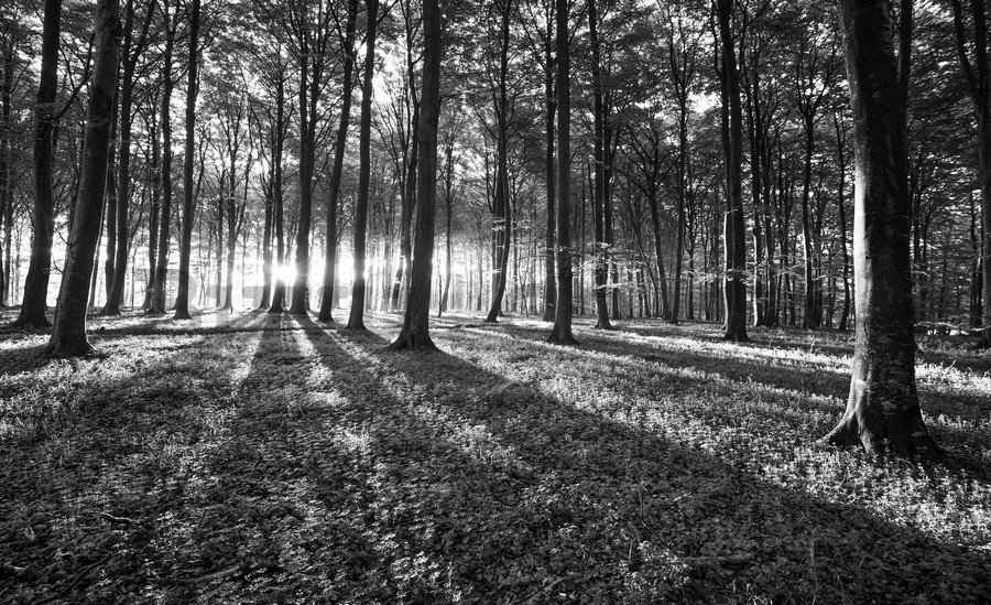 Wall mural vlies: Black and white forest (1) - 254x368 cm