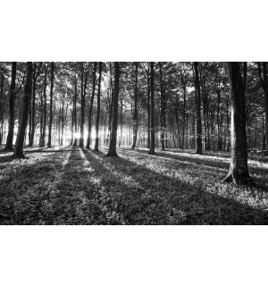 Wall mural vlies: Black and white forest (1) - 254x368 cm