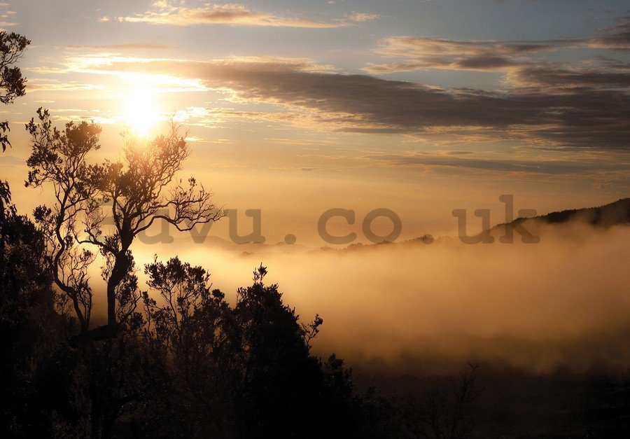 Wall Mural: Sunrise over the Foggy Forest - 254x368 cm
