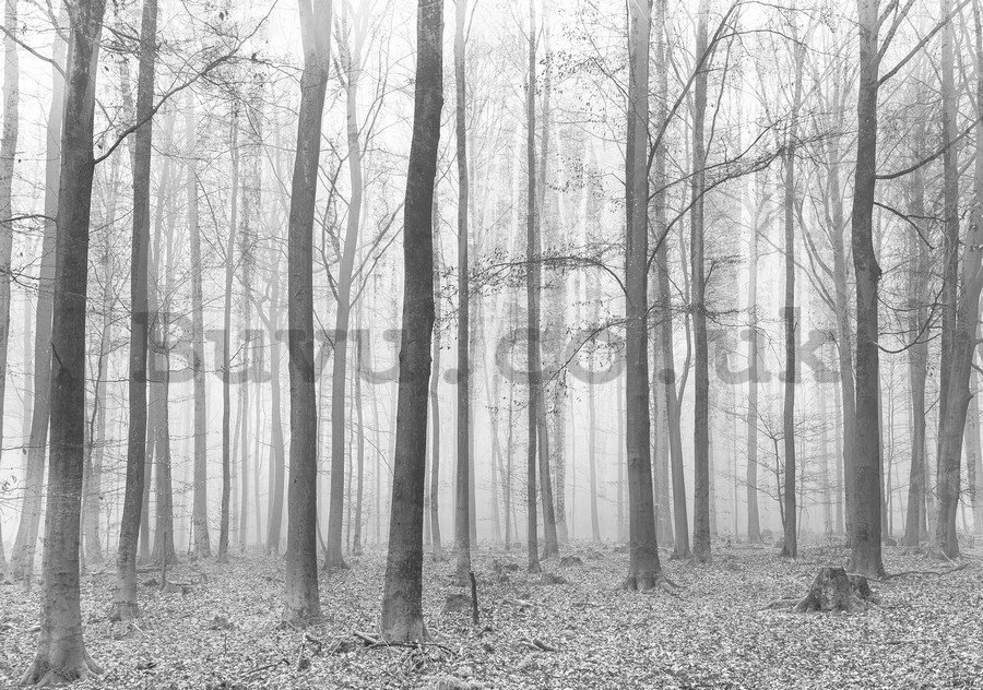 Wall Mural: Fog in the forest (2) - 184x254 cm