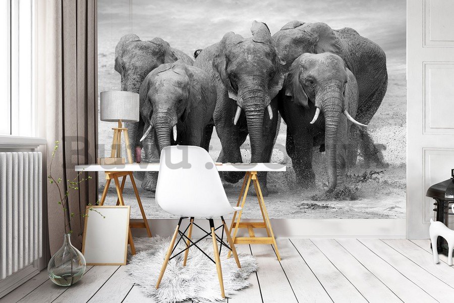Wall Mural: Elephants - 184x254 cm