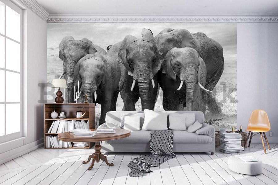 Wall Mural: Elephants - 184x254 cm