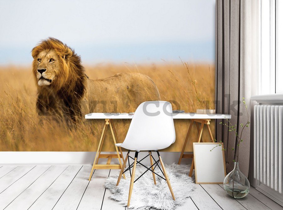 Wall Mural: The Lion (4) - 184x254 cm