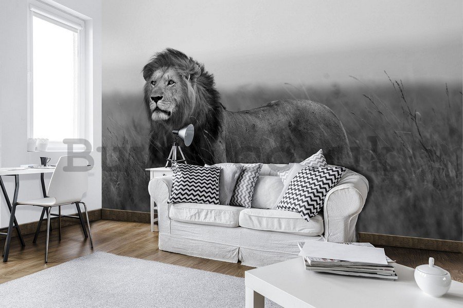 Wall Mural: The Lion (black and white) - 184x254 cm