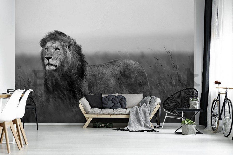 Wall Mural: The Lion (black and white) - 254x368 cm