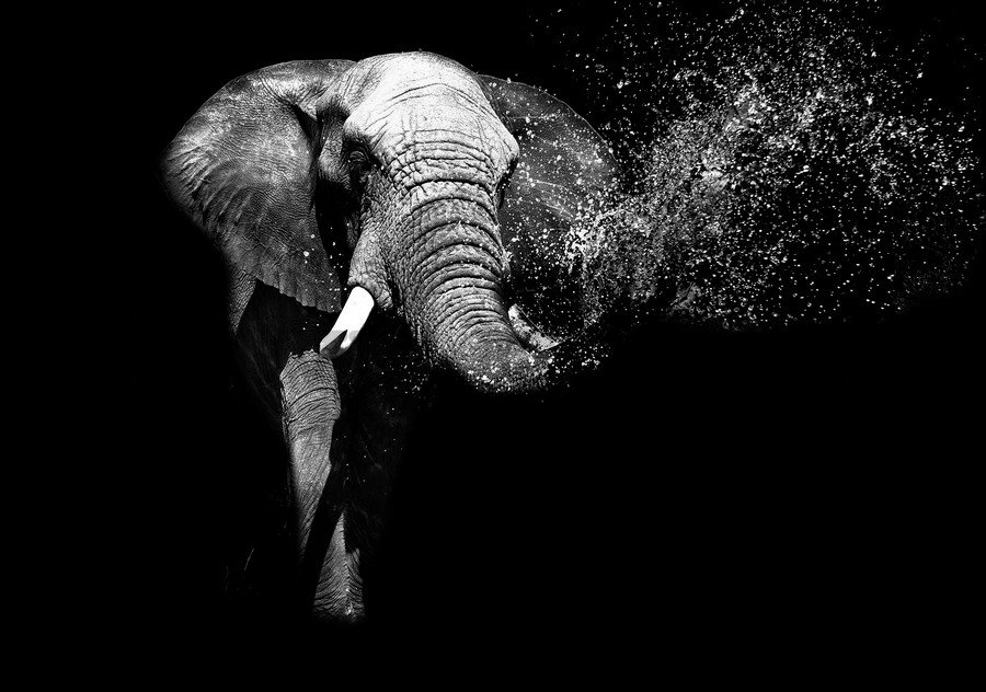 Wall Mural: Black and white elephant - 184x254 cm