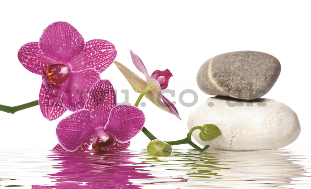 Wall Mural: Orchid with stones - 254x368 cm