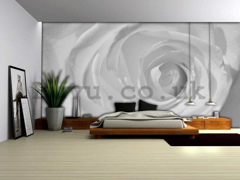 Wall Mural: White rose (detail) - 184x254 cm