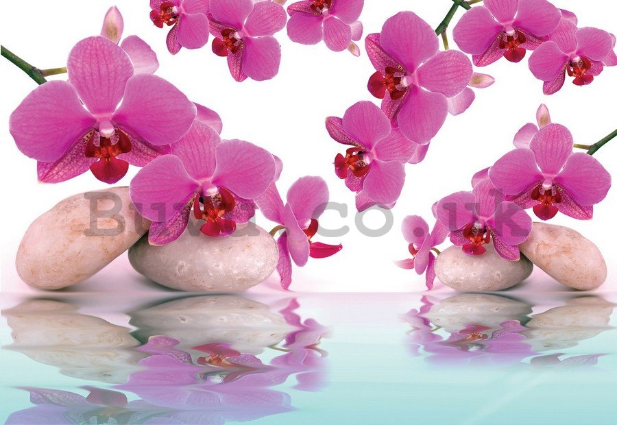 Wall mural vlies: Orchid and stones - 254x368 cm
