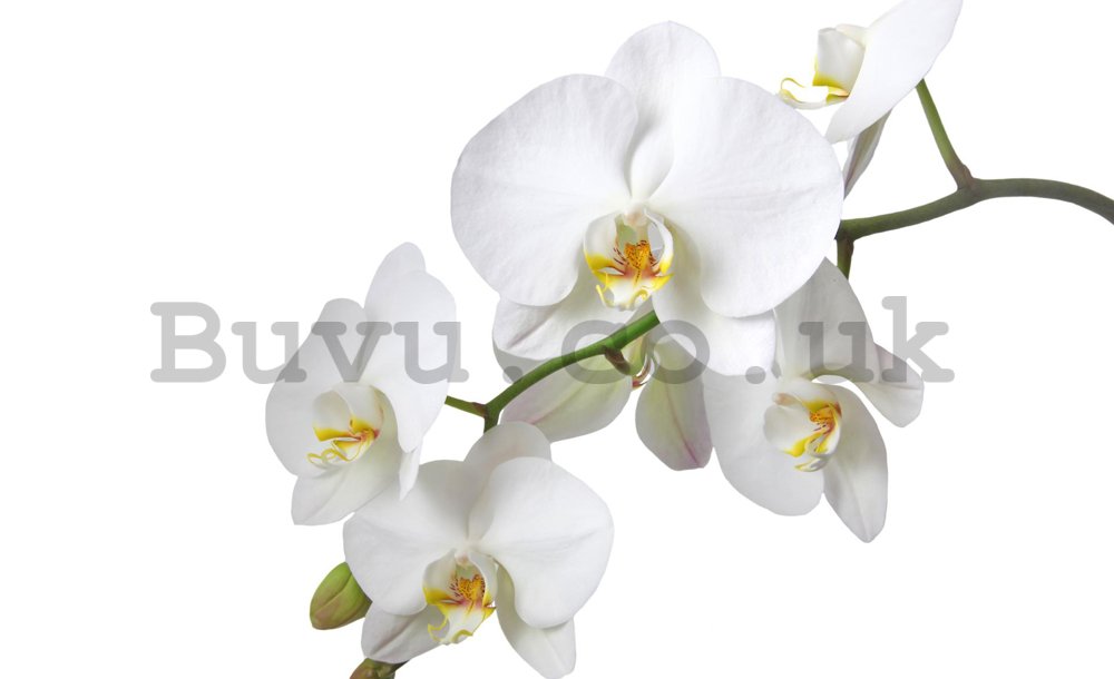 Wall Mural: White orchid - 184x254 cm