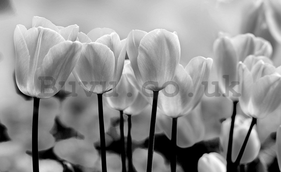 Wall mural vlies: White and black tulips - 184x254 cm