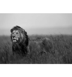 Wall mural vlies: The Lion (black and white) - 254x368 cm