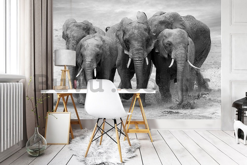 Wall mural vlies: Elephants - 184x254 cm