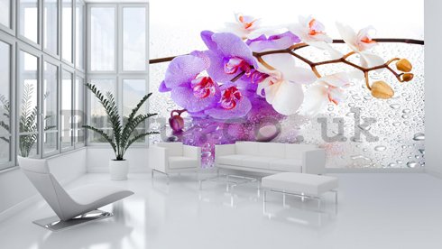 Wall Mural: Violet-white orchid - 184x254 cm