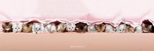 Poster - Kittens