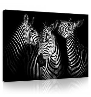 Painting on canvas: Zebra (4) - 75x100 cm