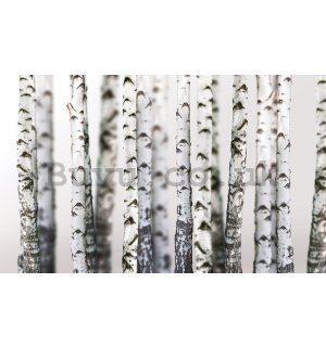 Wall mural vlies: Birch trees (2) - 184x254 cm