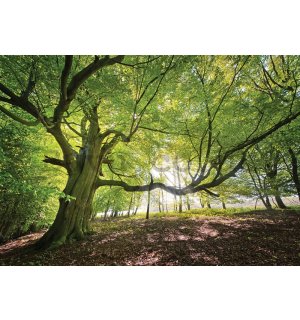 Wall mural vlies: Sun in the Forest (5) - 254x368 cm
