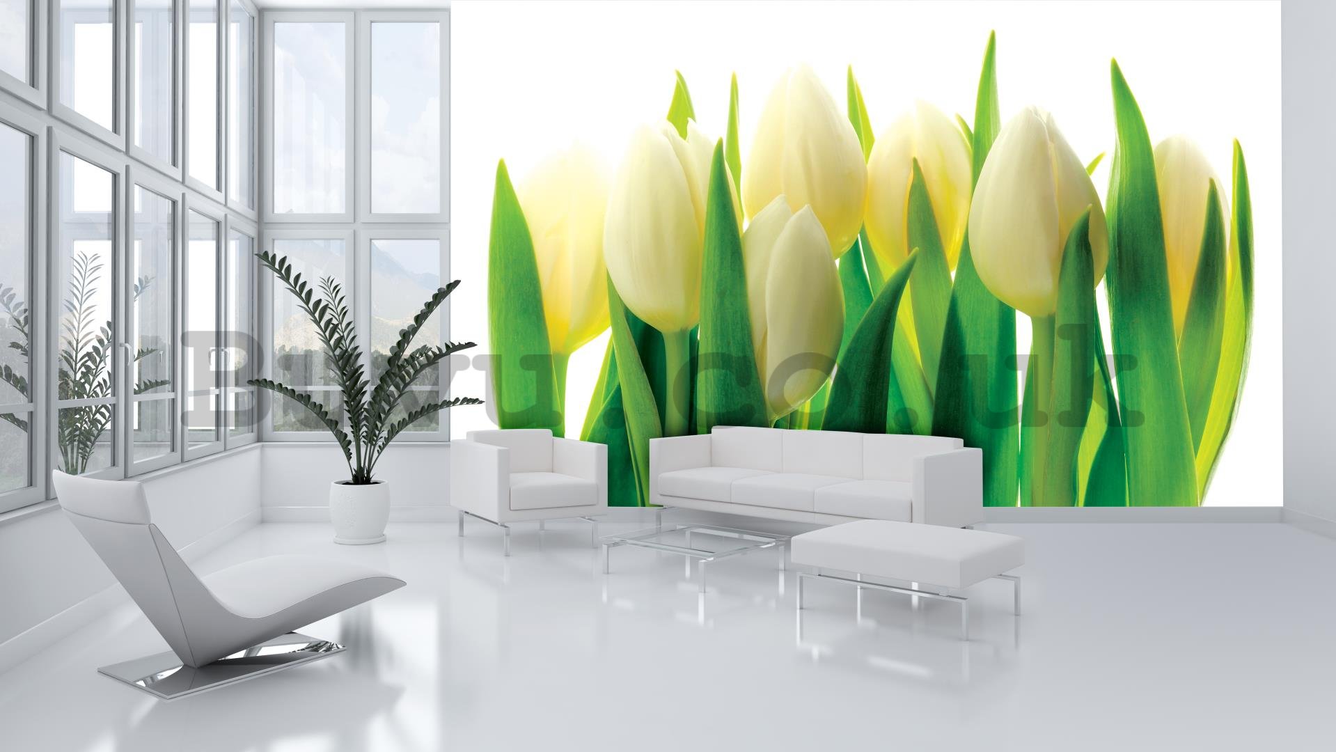 Wall Mural: White tulips (1) - 184x254 cm