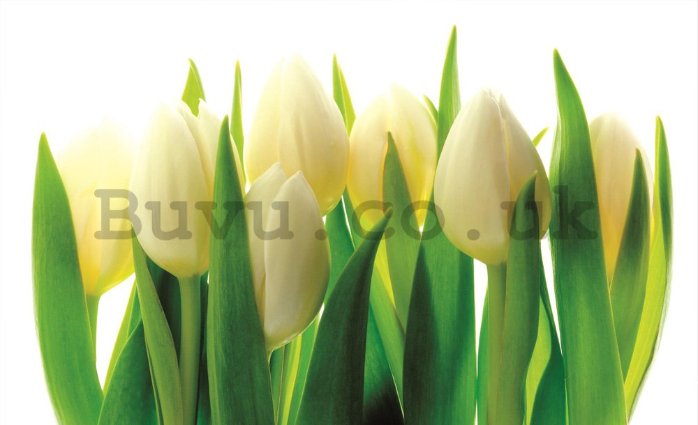 Wall Mural: White tulips (1) - 254x368 cm
