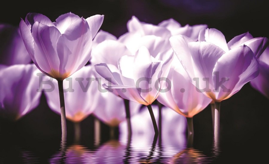 Wall Mural: Violet tulips (2) - 184x254 cm