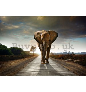 Wall mural vlies: Elephant (4) - 184x254 cm