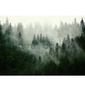 Wall mural: Fog over the forest (1) - 254x368 cm