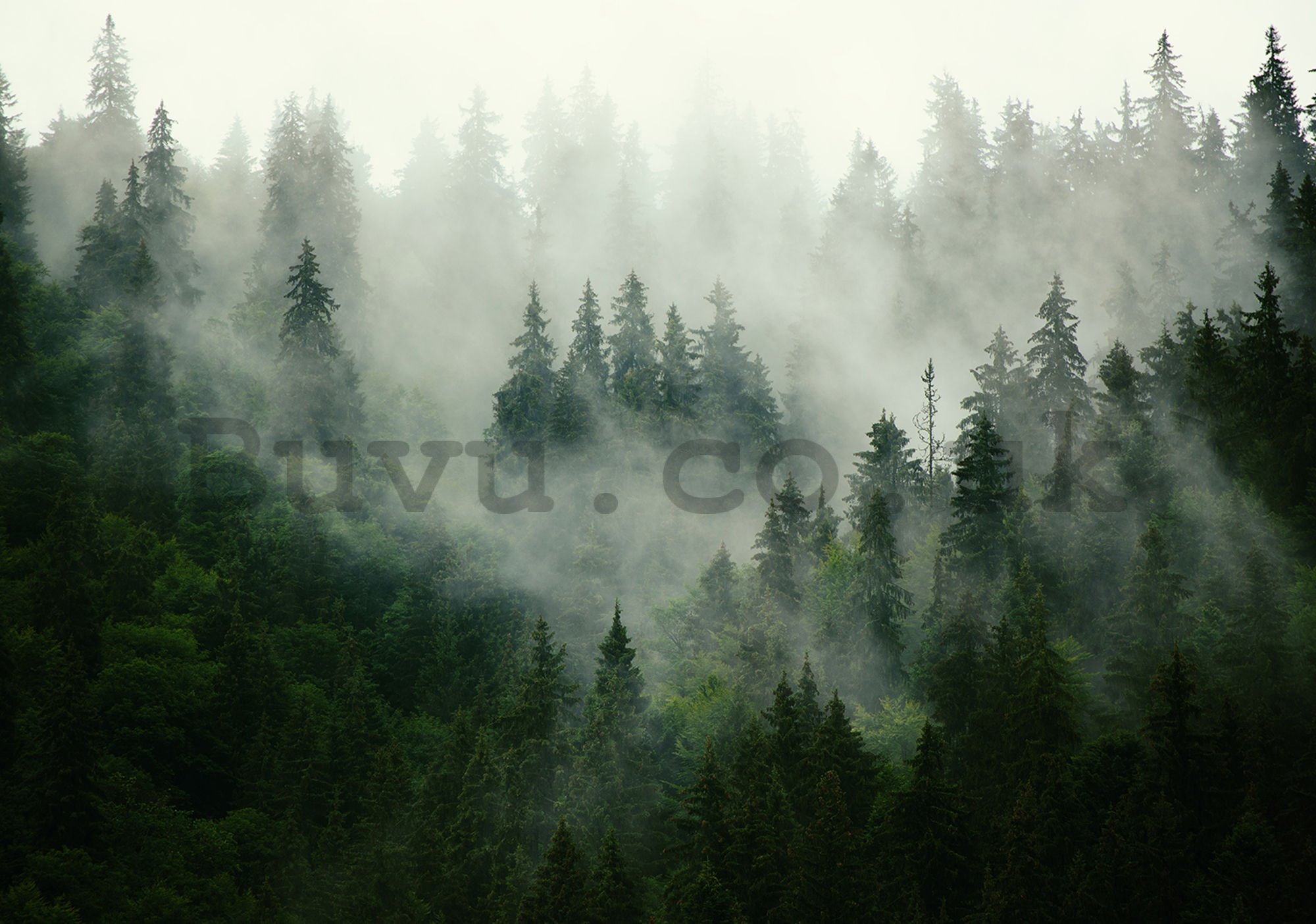 Wall mural vlies: Fog over the forest (1) - 184x254 cm