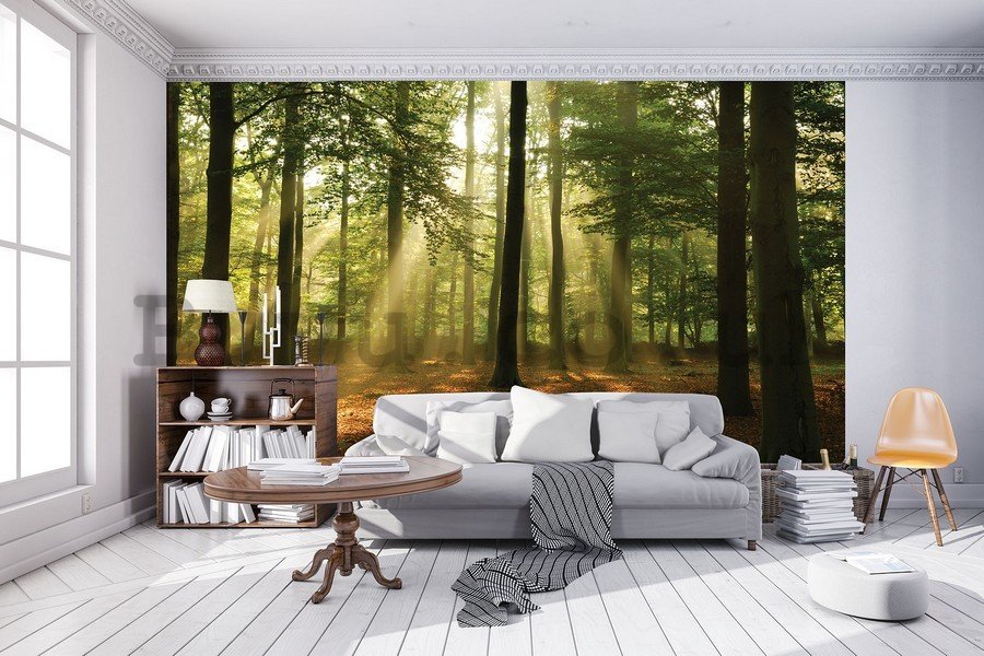 Wall mural vlies: Sun in the Forest (4) - 254x368 cm