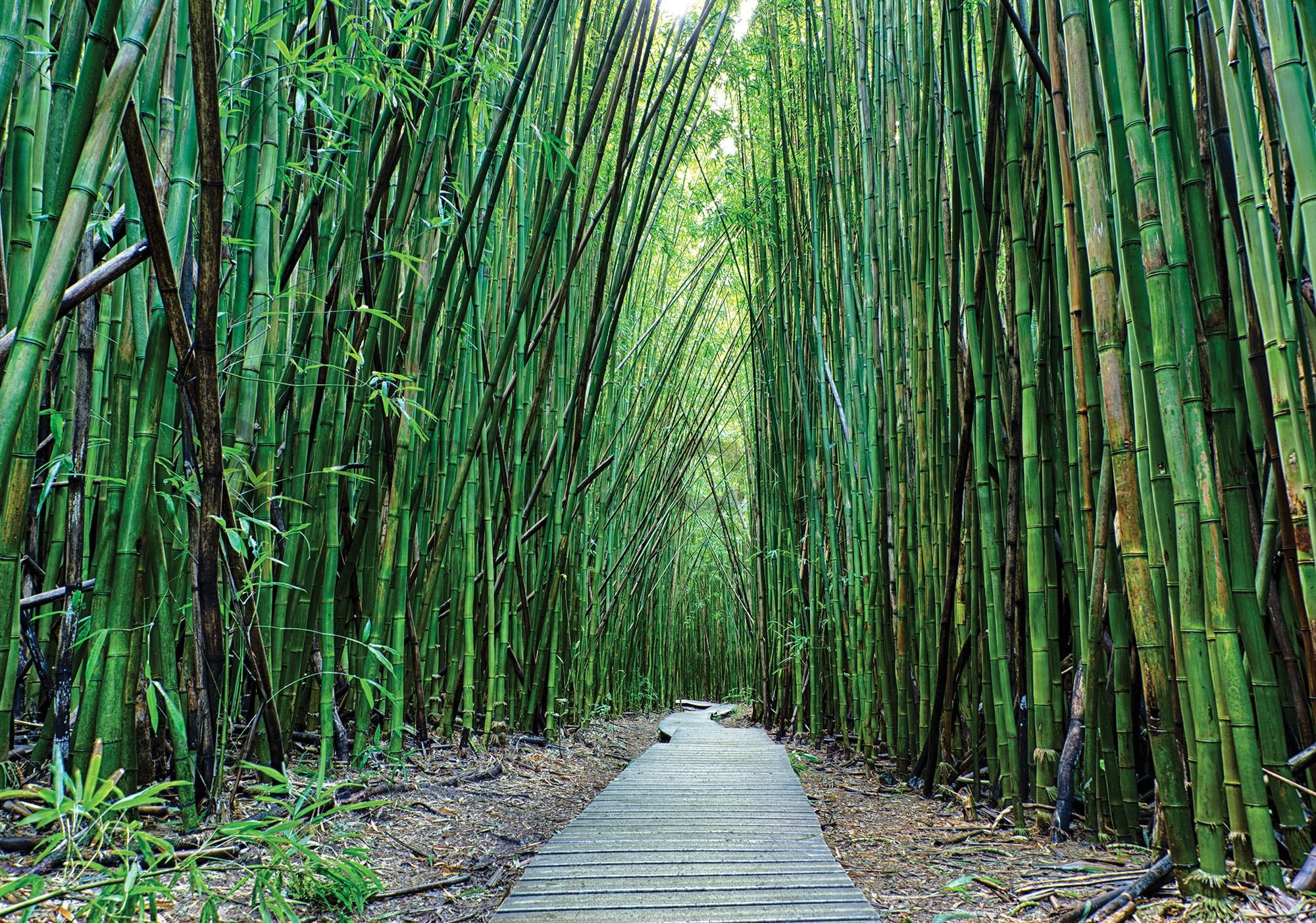 Wall mural: Bamboo forest (2) - 254x368 cm