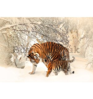 Wall mural: Tigers (1) - 184x254 cm