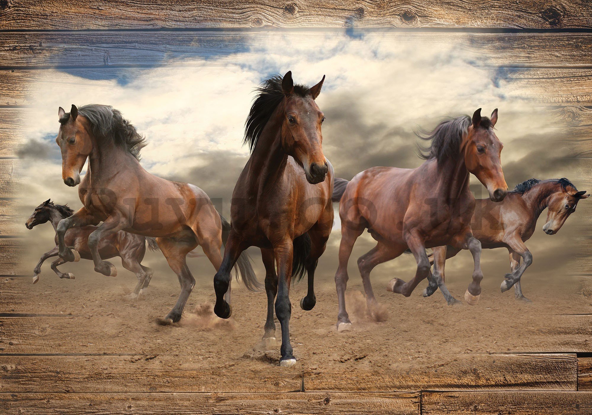 Wall mural vlies: Horses (3) - 416x254 cm