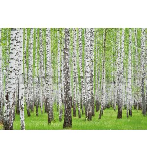 Wall mural vlies: Birch trees (1) - 416x254 cm