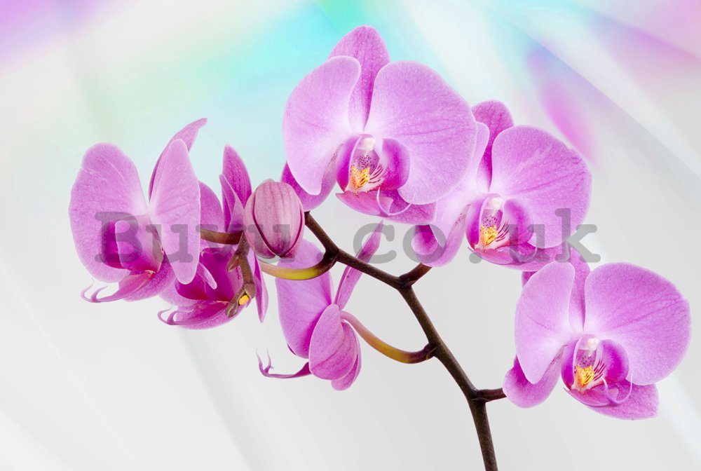 Wall Mural: Violet orchid - 184x254 cm