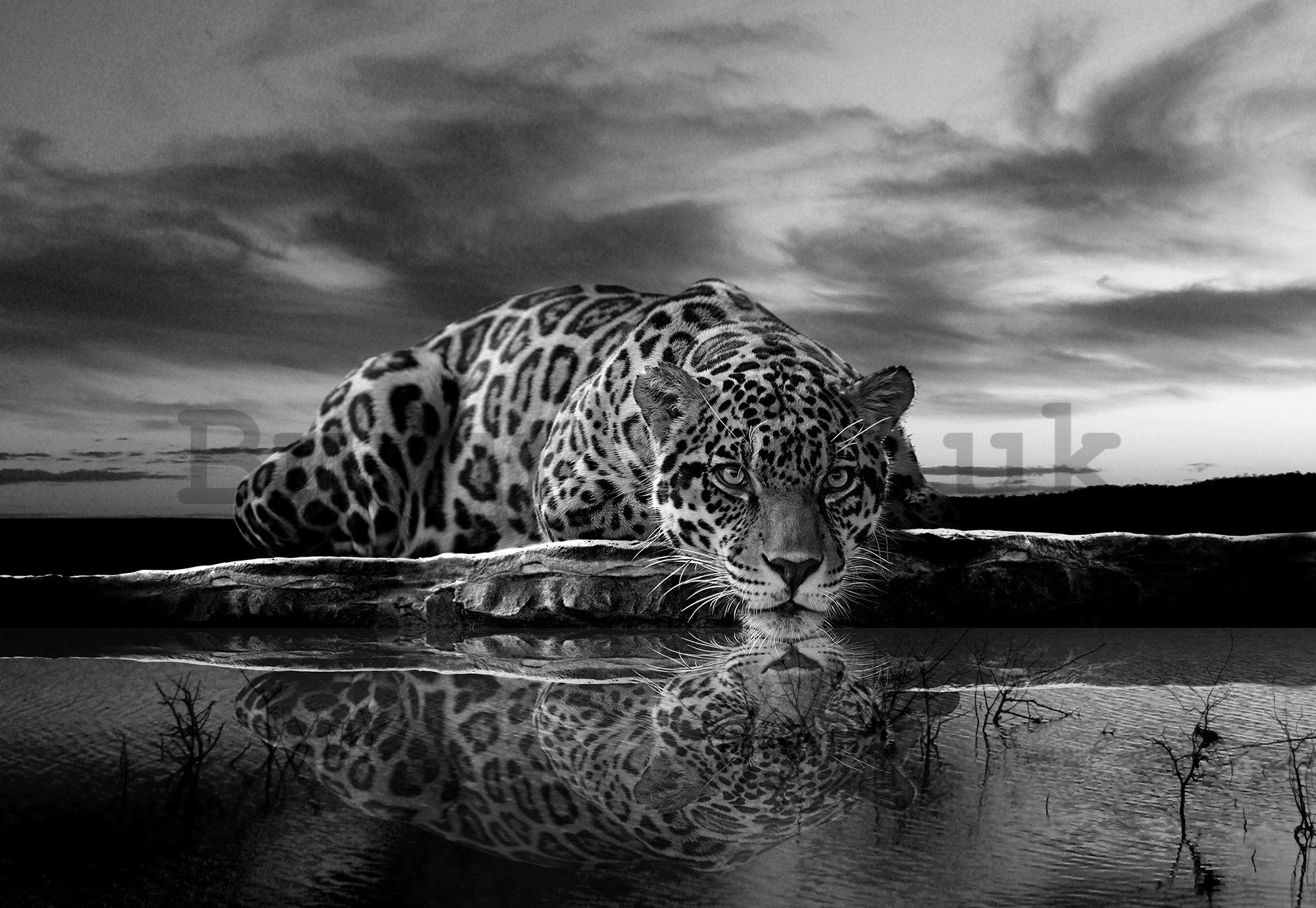 Wall mural vlies: Jaguar (Black & White) - 416x254 cm