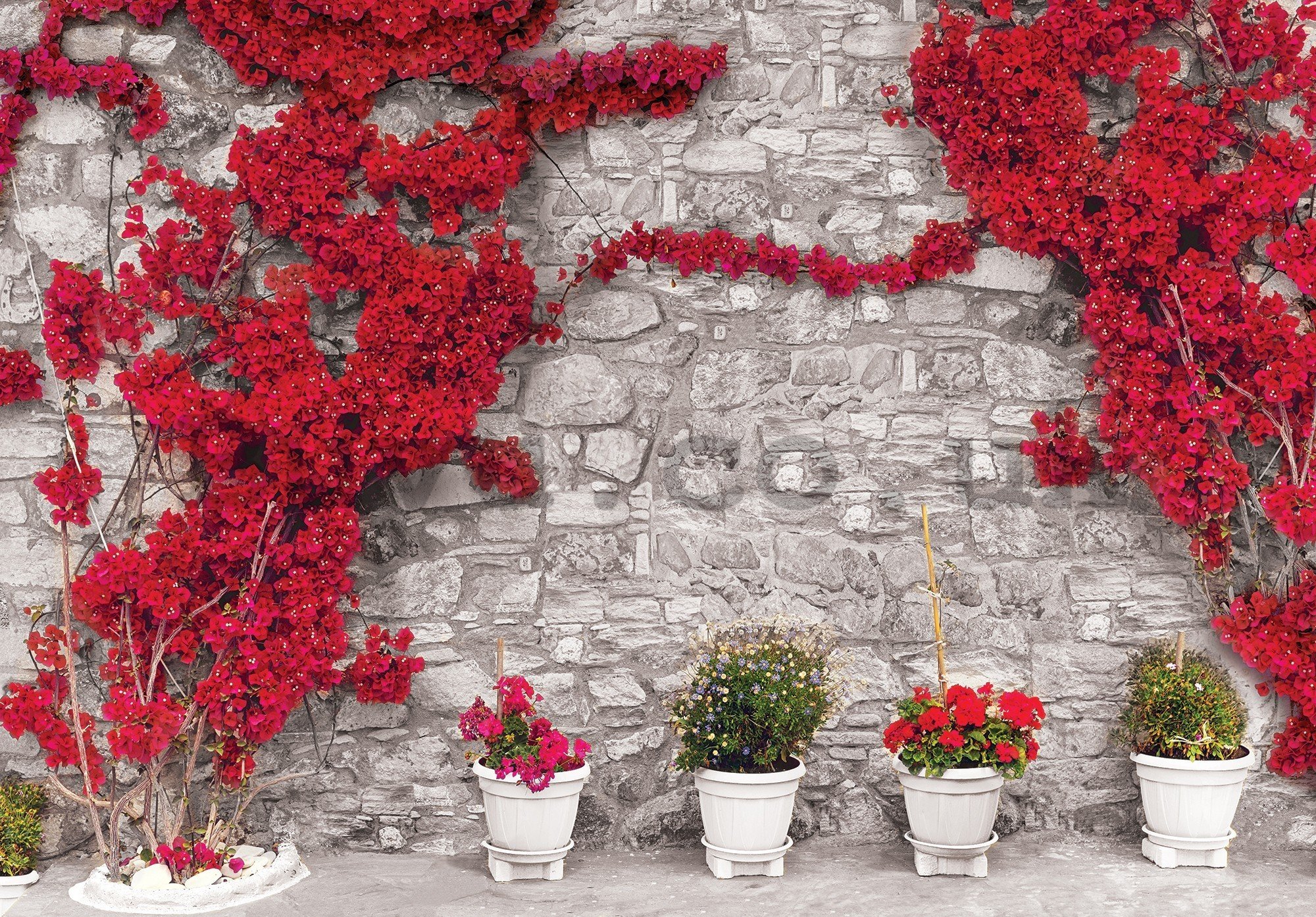 Wall mural vlies: Red floral wall - 416x254 cm