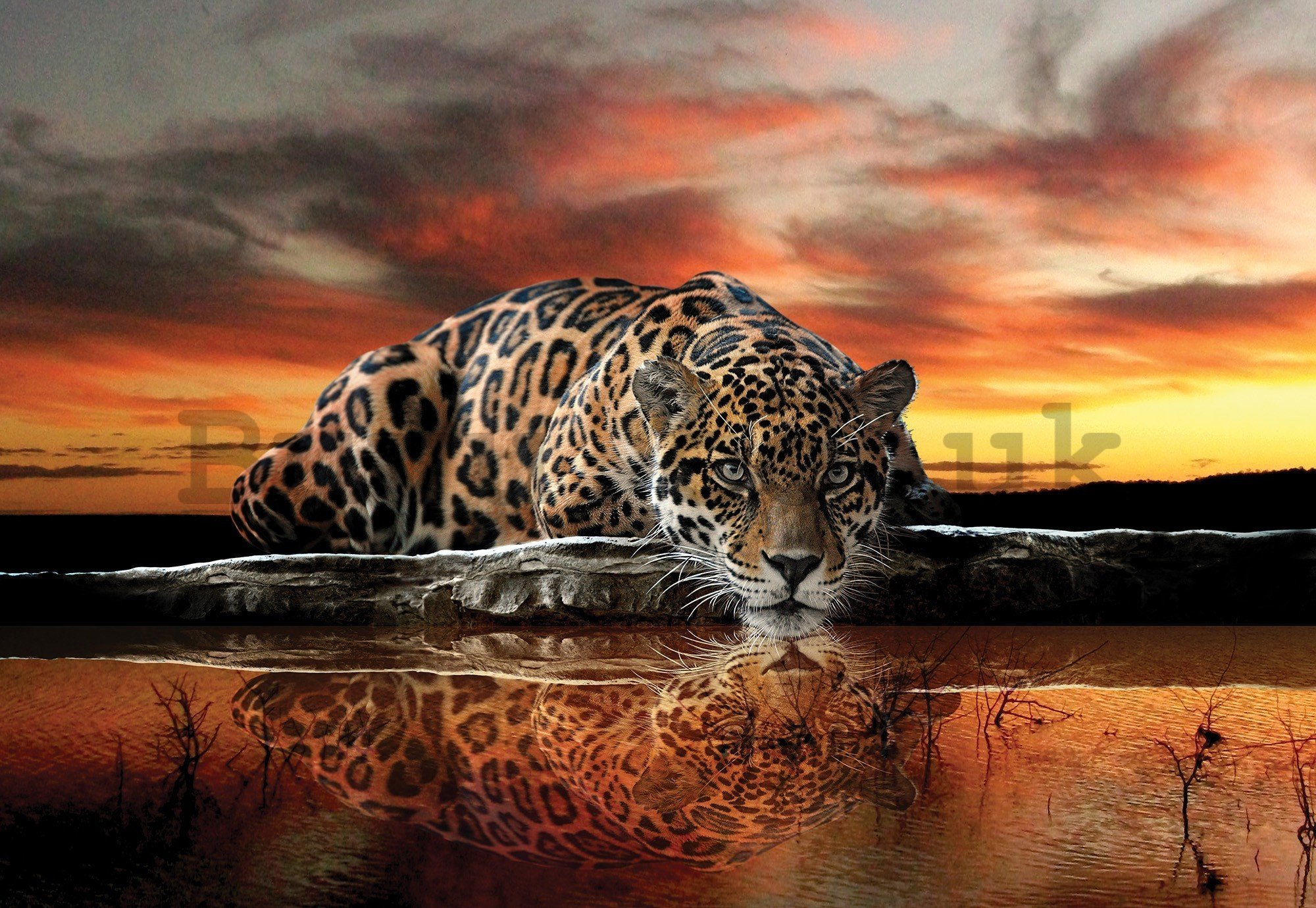 Wall mural vlies: Jaguar - 416x254 cm