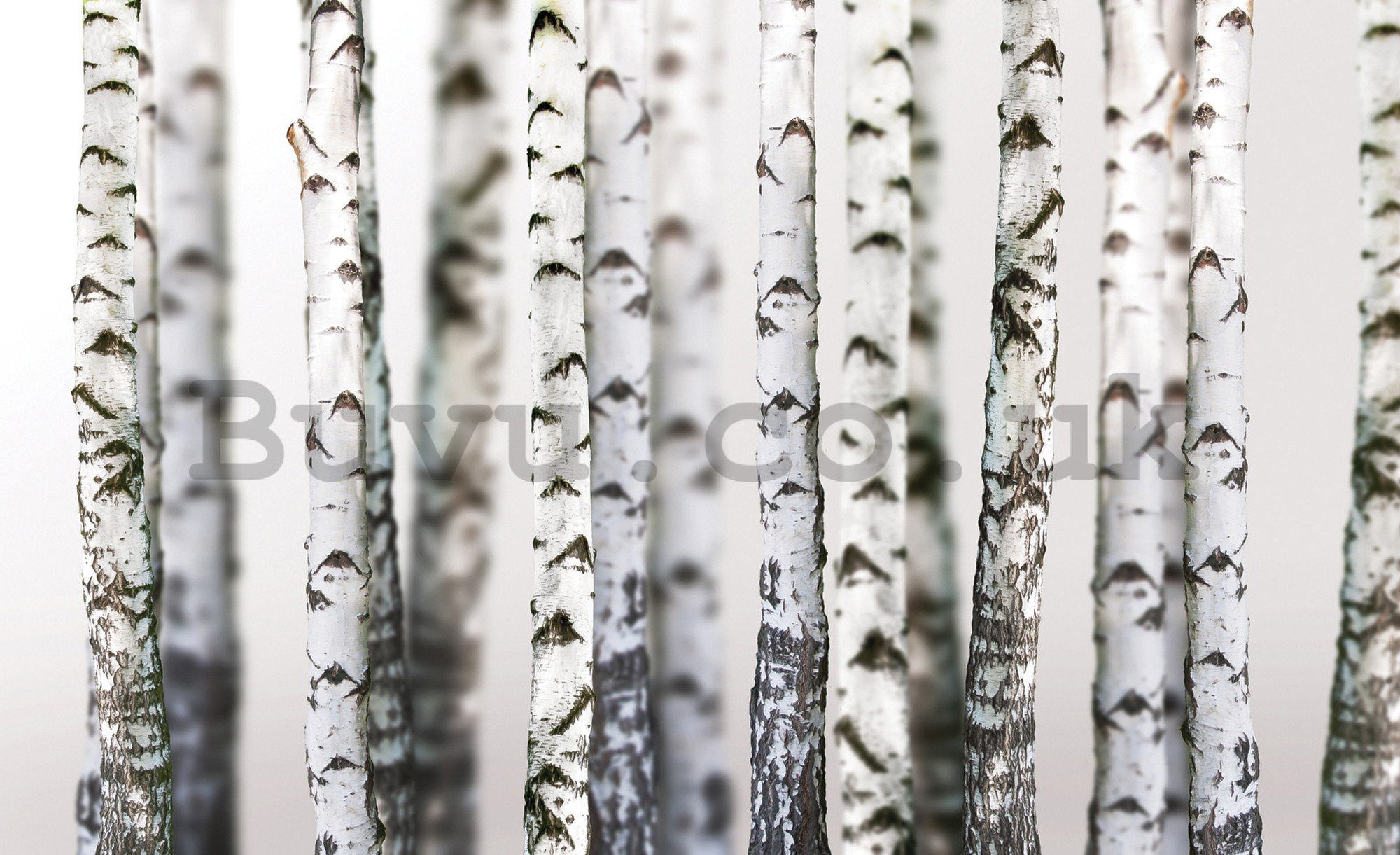 Wall mural vlies: Birch trees (2) - 416x254 cm