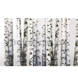 Wall mural vlies: Birch trees (2) - 416x254 cm