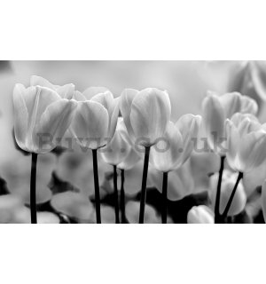 Wall mural vlies: White and black tulips - 416x254 cm