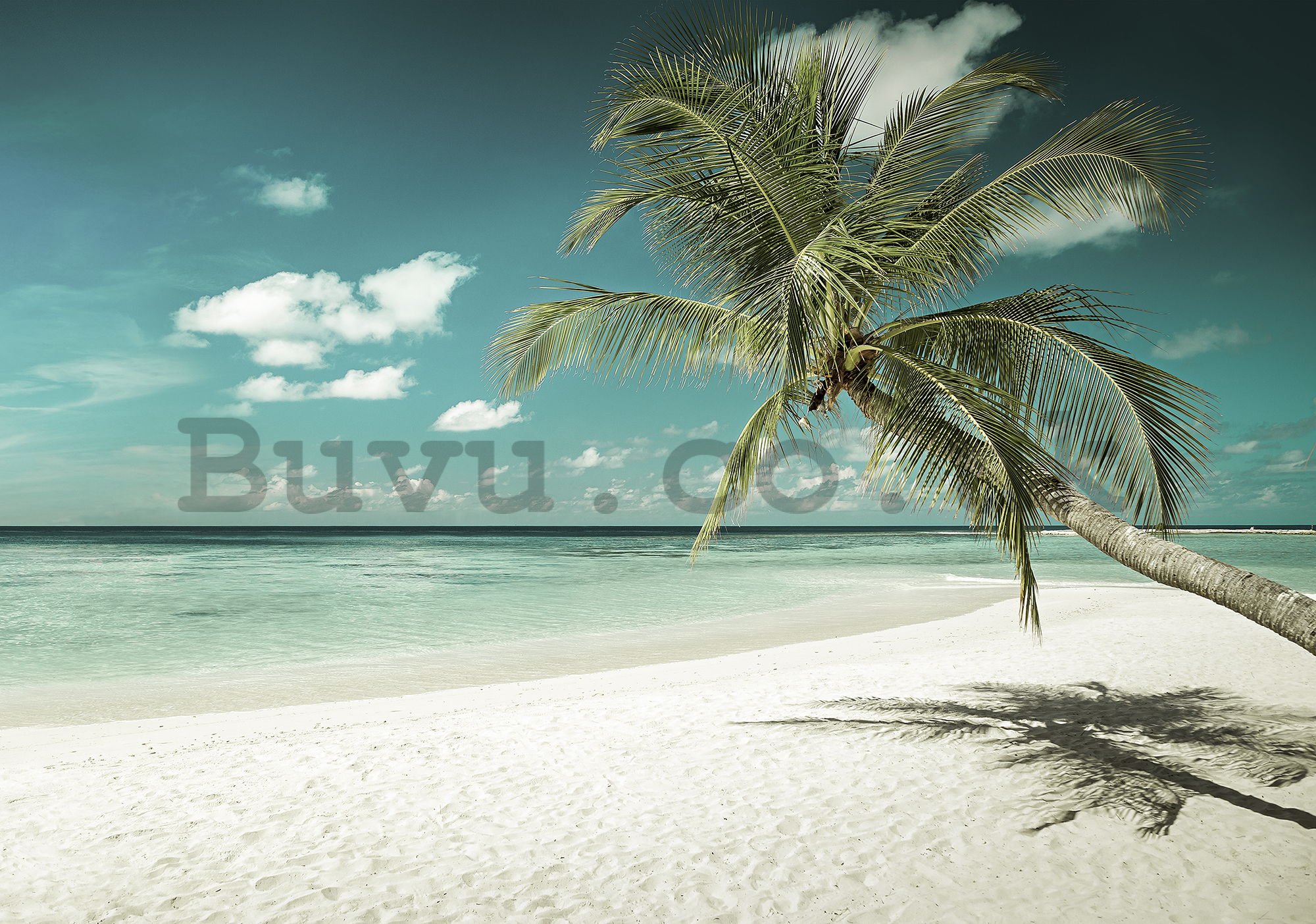 Wall mural: Palm tree over the sea - 184x254 cm