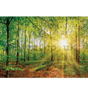 Wall mural: View of the forest - 184x254 cm