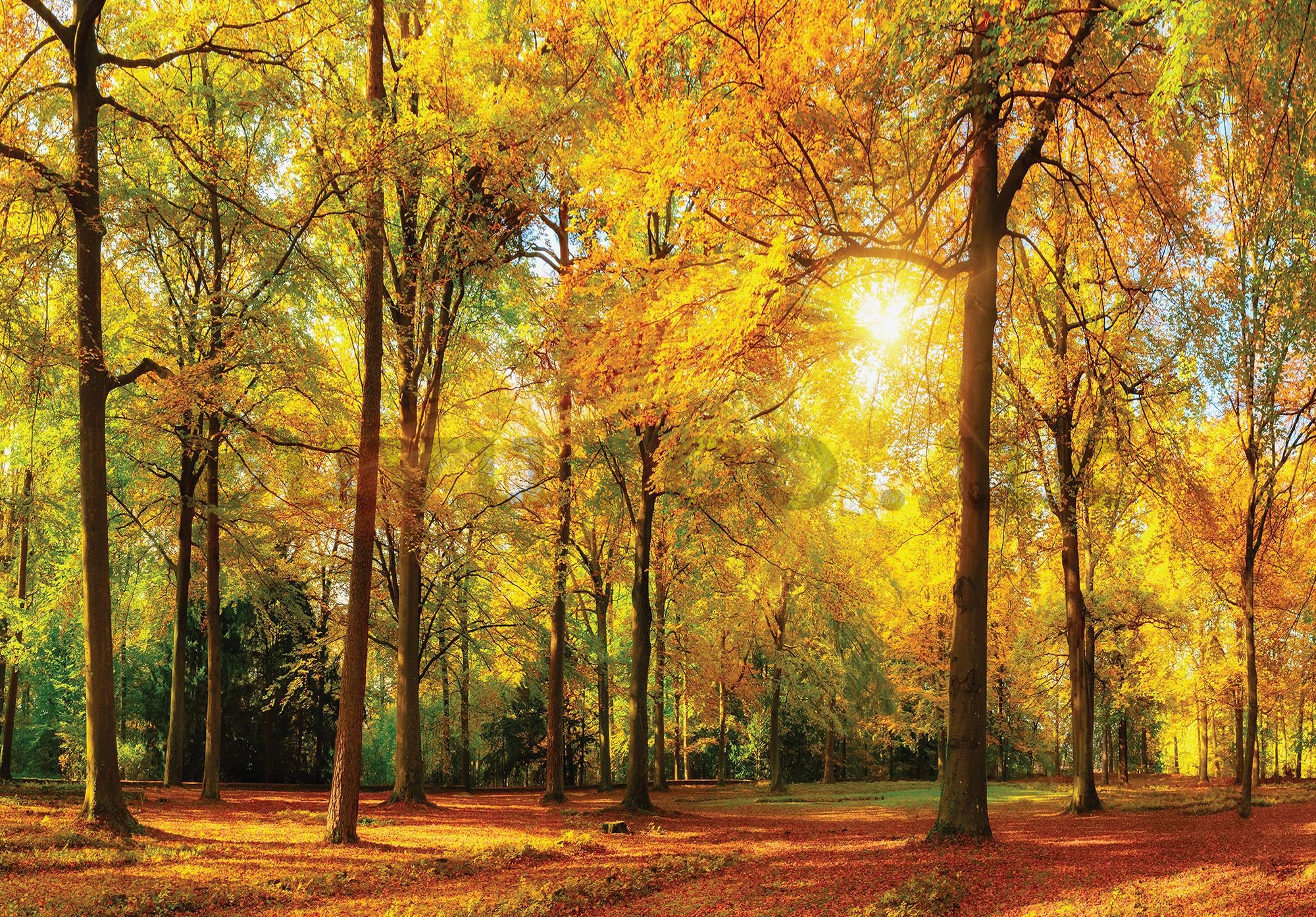 Wall mural vlies: Fallen leaves in the forest - 416x254 cm