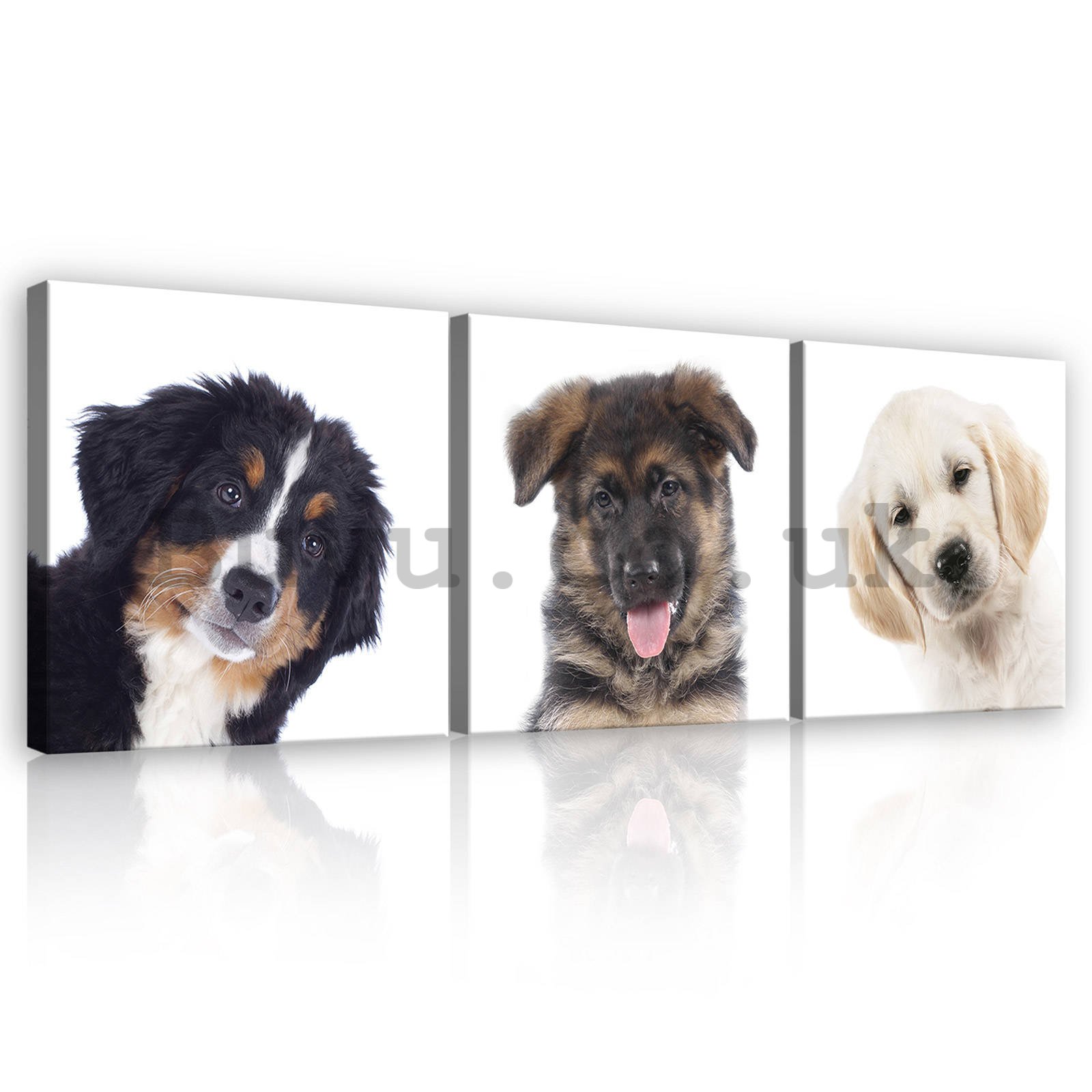 Painting on canvas: Dogs - set 3pcs 25x25cm