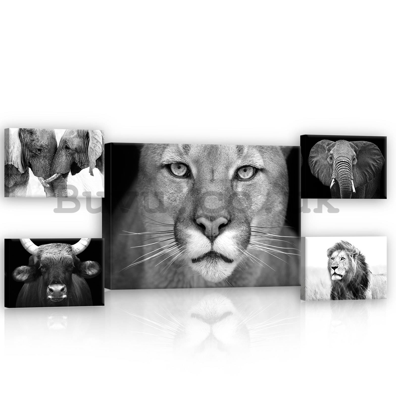 Painting on canvas: Black and white lion - set 1pc 70x50 cm and 4pc 32,4x22,8 cm