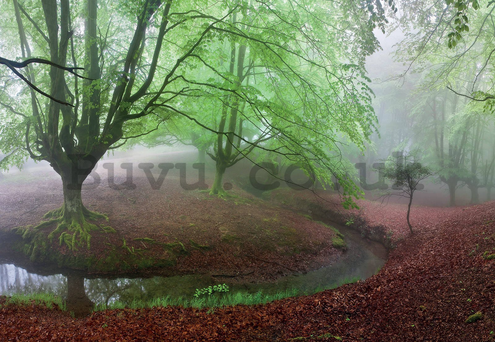 Wall mural: Forest in fog (1) - 368x254cm