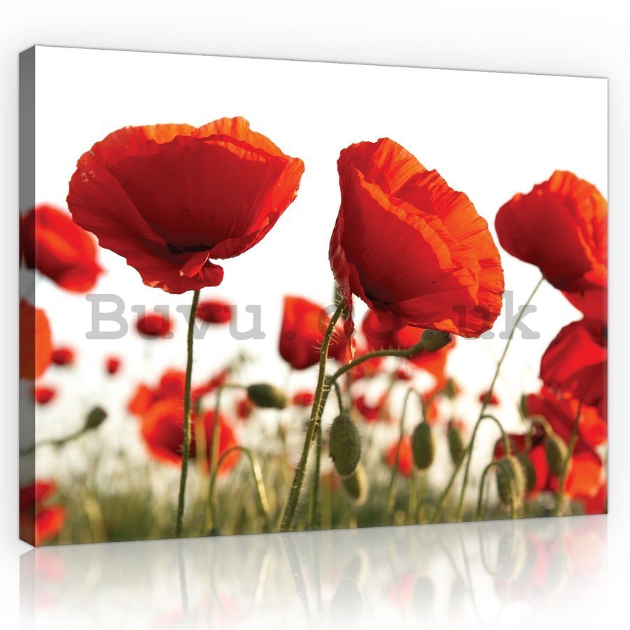 Painting on canvas: Poppy Poppies - 75x100 cm